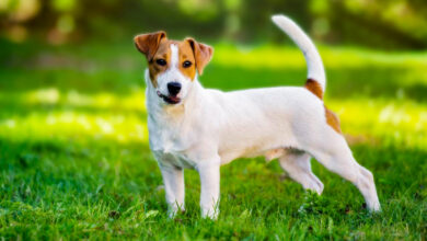 Cane Jack Russell