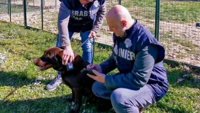 Carabinieri NAS Controllo Animali