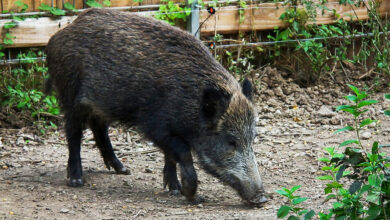 Cinghiale