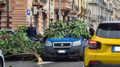 Albero Messina