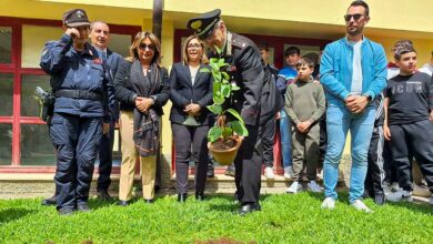 Albero di Falcone a Gioiosa Marea