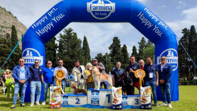 Esposizione Canina Palermo 2024 Sicilia Winner