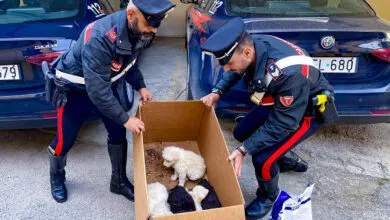 Cuccioli Lercara Friddi