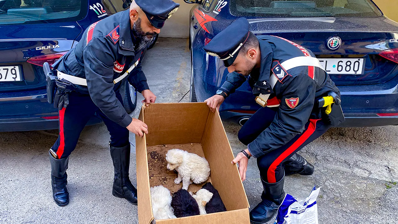 Cuccioli Lercara Friddi