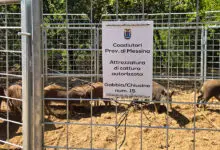 Suini Selvatici Gioiosa