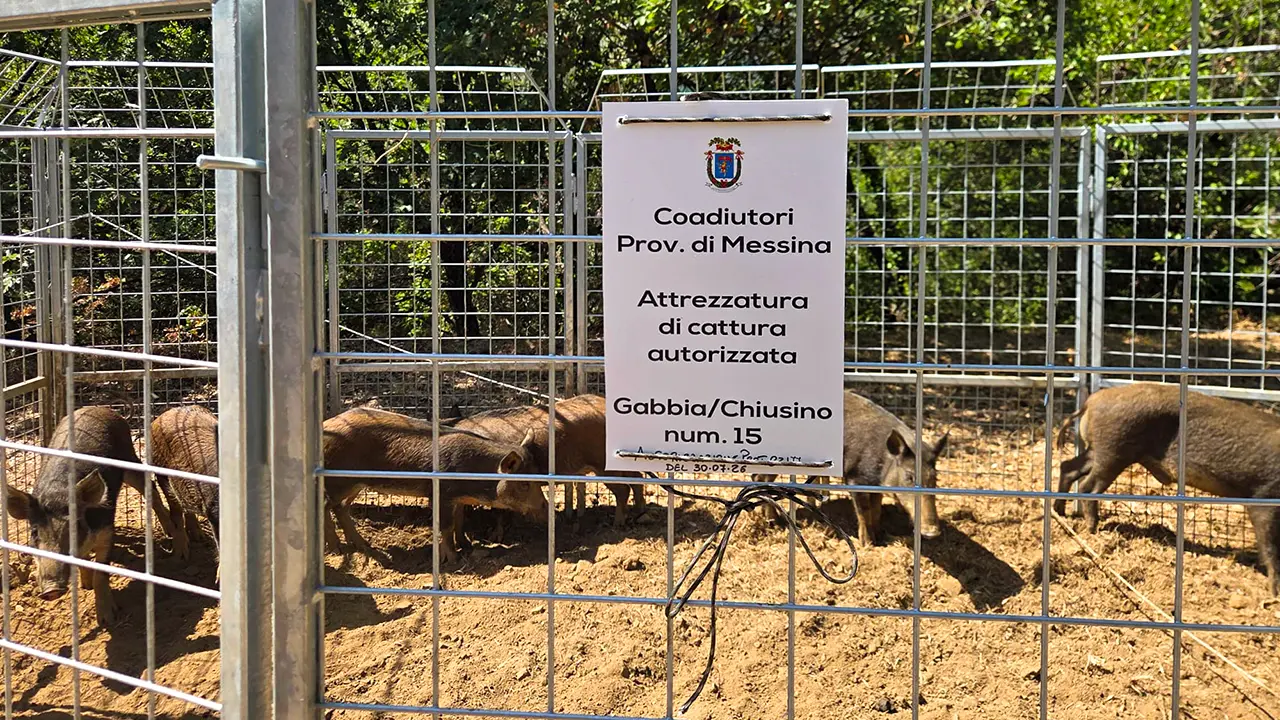 Suini Selvatici Gioiosa